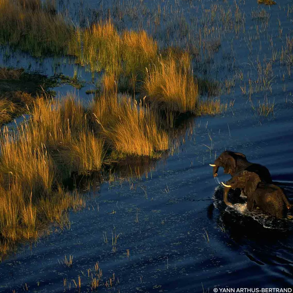Guerlain - Aqua Allegoria Forte Mandarijn Basilicum