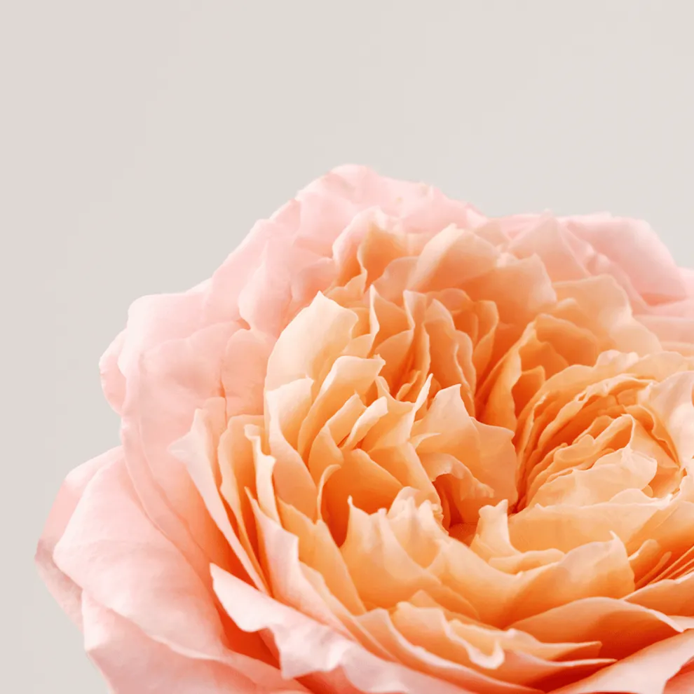 Payot - Roselift - Face Lifting Cream 50ml